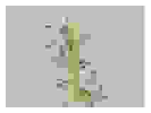 2_Seedpod-Acanthus_watercolor_9x11_2023