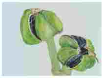 2_Seedpod-Amaryllis_watercolor9x11_2024