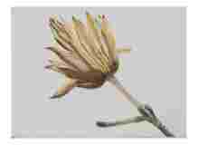 2_Seedpod-American-Poplar_watercolor_2024