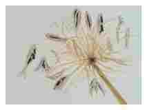 2_Seedpod-Apapanthus_watercolor_9x11_2023