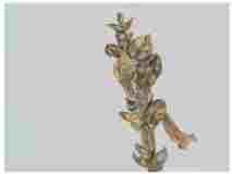 2_Seedpod-Chelone-alba-Turtlehead_watercolor_9x12_2023