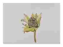 2_Seedpod-Corn-Cockle-Seed-Capsule-_watercolor_14x16_2022-Jan