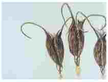 2_Seedpod-Devils-Claw-Martynia_watercolor_9x11_2024