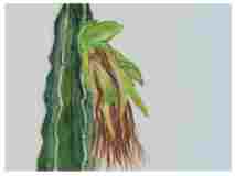 2_Seedpod-Dragon-Fruit-Pitaya_watercolor_9x12_2024