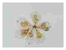 2_Seedpod-Eranthis_watercolor_9x11_2023