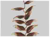 2_Seedpod-Heliconia_watercolor_9x12_2024