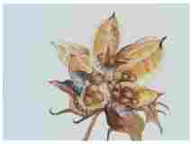 2_Seedpod-Hibiscus_watercolor_9x12_2024
