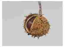 2_Seedpod-Horsechestnut-Aesculus-hippocastanum_watercolor_9x11_2025