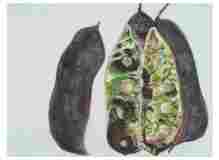 2_Seedpod-Kentucky-Coffee-Bean_watercolor_9x11_2024