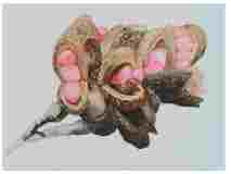 2_Seedpod-Magnolia-Champak_watercolor_9x12_2024