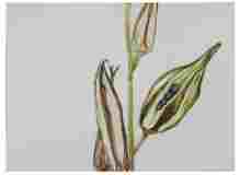 2_Seedpod-Okra_watercolor_9x12_2024