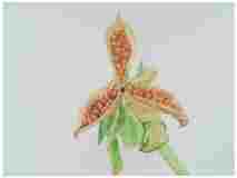 2_Seedpod-Pansy_watercolor_9x12_2024