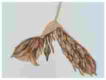 2_Seedpod-Plumaria-Frangipani_watercolor_9x12_2024