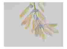 2_Seedpod-Sugar-Maple_Watercolor_2024