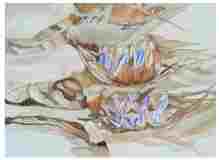 2_Seedpod-Travellers-Palm-R-madagascariensis_watercolor_9x11_2024