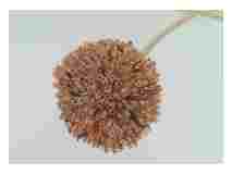 2_Seedpod_Buttonbush_watercolor_9x12_2023
