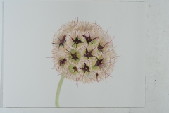 2_Seedpod_Scabiosa_watercolor_9x12_2023