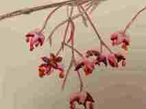 2_Seedpods-Euonymus-europa_watercolor_2022