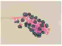 2_Seedpods_Pokeweed_watercolor_10x14_October-2021