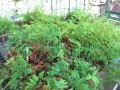 All the ferns await planting
