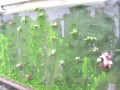 Adding in heuchera