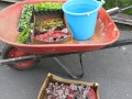 May'14. Re-planting time